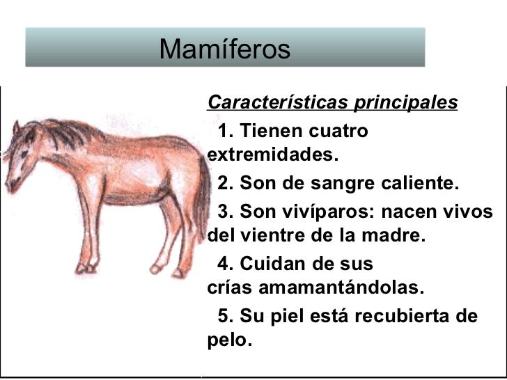 Tipos de Animales y sus características