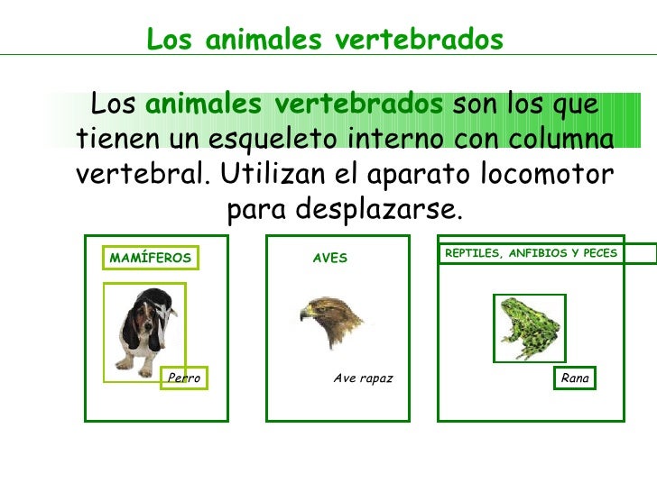 Animales y sus Características
