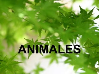 ANIMALES ANIMALES 