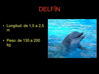 DELFÍN Longitud: de 1,5 a 2,5 m Peso: de 130 a 200 kg  