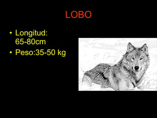 LOBO Longitud: 65-80cm Peso:35-50 kg