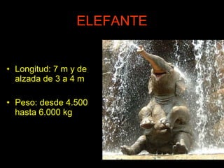 ELEFANTE Longitud: 7 m y de alzada de 3 a 4 m Peso: desde 4.500 hasta 6.000 kg
