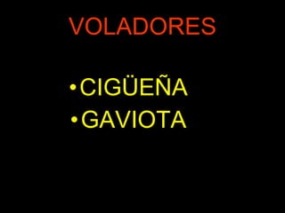 VOLADORES CIGÜEÑA GAVIOTA