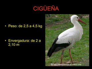 CIGÜEÑA Peso: de 2,5 a 4,5 kg Envergadura: de 2 a 2,10 m
