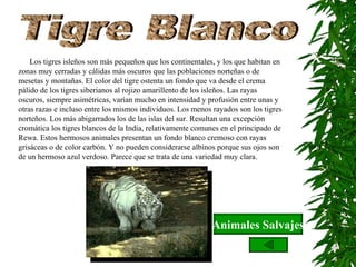 Tigre Blanco       Los tigres isleños son más pequeños que los continentales, y los que habitan en zonas muy cerradas y cálidas más oscuros que las poblaciones norteñas o de mesetas y montañas. El color del tigre ostenta un fondo que va desde el crema pálido de los tigres siberianos al rojizo amarillento de los isleños. Las rayas oscuros, siempre asimétricas, varían mucho en intensidad y profusión entre unas y otras razas e incluso entre los mismos individuos. Los menos rayados son los tigres norteños. Los más abigarrados los de las islas del sur. Resultan una excepción cromática los tigres blancos de la India, relativamente comunes en el principado de Rewa. Estos hermosos animales presentan un fondo blanco cremoso con rayas grisáceas o de color carbón. Y no pueden considerarse albinos porque sus ojos son de un hermoso azul verdoso. Parece que se trata de una variedad muy clara. Animales Salvajes 