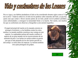 Vida y costumbres de los Leones Por su vigor y sus hábitos predadores el león se ha considerado durante siglos como el "rey de la selva". Todavía sobrevive el mito de los poderes sobre naturales del león, ya que hay quien cree que comer o llevar encima partes de un león, puede revivir poderes perdidos, curar enfermedades y conseguir la inmunidad frente a la muerte. Por suerte, son muchos los que se conforman con observar y fotografiar a este animal magnífico.  El papel principal del macho en la manada consiste en proteger el territorio y a las hembras contra los otros machos; su tamaño también constituye una ventaja en este aspecto. La espléndida melena del macho confiere el aspecto de un gran tamaño sin los inconvenientes de un aumento de peso. Las luchas no suelen acabar en guerra por que el más pequeño de los dos leones percibe su desventaja  se retira antes de empezar. La melena también sirve para protegerse de golpes.  