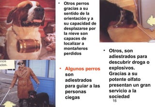16
• Algunos perros
son
adiestrados
para guiar a las
personas
ciegas
• Otros perros
gracias a su
sentido de la
orientación y a
su capacidad de
desplazarse por
la nieve son
capaces de
localizar a
montañeros
perdidos
• Otros, son
adiestrados para
descubrir droga o
explosivos.
Gracias a su
potente olfato
presentan un gran
servicio a la
sociedad
 