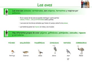 17
Las aves
Los aves son animales vertebrados, son ovíparos, terrestres y respiran por
pulmones.
• En el cuerpo de las aves se pueden distinguir cuatro partes:
cabeza, tronco , cola y extremidades (alas y patas).
• Las aves son los únicos animales que tienen el cuerpo cubierto de plumas.
Hay diferentes grupos de aves: pájaros, gallináceas, palmípedas, zancudas, rapaces
y corredoras.
• Las hembras ponen los huevos en nidos y los incuban.
PÁJARO
Petirrojo
GALLINÁCEA
Codorniz
PALMÍPEDAS
Ganso
ZANCUDAS
Garza
RAPACES
Azor
CORREDORAS
Ñandú
 