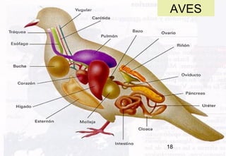 18
AVES
18
 