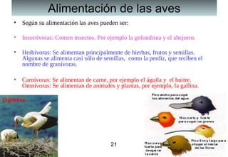 21
Alimentación de las aves
• Según su alimentación las aves pueden ser:
• Insectívoras: Comen insectos. Por ejemplo la golondrina y el abejorro.
• Herbívoras: Se alimentan principalmente de hierbas, frutos y semillas.
Algunas se alimenta casi sólo de semillas, como la perdiz, que reciben el
nombre de granívoras.
• Carnívoras: Se alimentan de carne, por ejemplo el águila y el buitre.
Omnívoras: Se alimentan de animales y plantas, por ejemplo, la gallina.
21
 