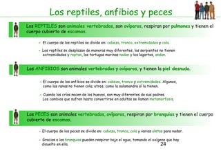 24
Los reptiles, anfibios y peces
Los REPTILES son animales vertebrados, son ovíparos, respiran por pulmones y tienen el
cuerpo cubierto de escamas.
- El cuerpo de los reptiles se divide en: cabeza, tronco, extremidades y cola.
- Los reptiles se desplazan de maneras muy diferentes, las serpientes no tienen
extremidades y reptan, las tortugas marinas nadan y los lagartos, andan.
Los ANFIBIOS son animales vertebrados y ovíparos, y tienen la piel desnuda.
- El cuerpo de los anfibios se divide en: cabeza, tronco y extremidades. Algunos,
como las ranas no tienen cola; otros, como la salamandra sí la tienen.
- Cuando las crías nacen de los huevos, son muy diferentes de sus padres.
Los cambios que sufren hasta convertirse en adultos se llaman metamorfosis.
Los PECES son animales vertebrados, ovíparos, respiran por branquias y tienen el cuerpo
cubierto de escamas.
- El cuerpo de los peces se divide en: cabeza, tronco, cola y varias aletas para nadar.
- Gracias a las branquias pueden respirar bajo el agua, tomando el oxígeno que hay
disuelto en ella.
 