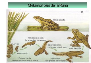 28
MetamorfosisdelaRana
28
 