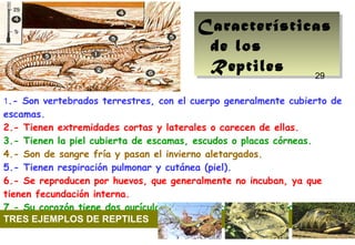 29
1.- Son vertebrados terrestres, con el cuerpo generalmente cubierto de
escamas.
2.- Tienen extremidades cortas y laterales o carecen de ellas.
3.- Tienen la piel cubierta de escamas, escudos o placas córneas.
4.- Son de sangre fría y pasan el invierno aletargados.
5.- Tienen respiración pulmonar y cutánea (piel).
6.- Se reproducen por huevos, que generalmente no incuban, ya que
tienen fecundación interna.
7.- Su corazón tiene dos aurículas y un ventrículo con una o dos
cavidades.TRES EJEMPLOS DE REPTILES
Características
de los
Reptiles
Características
de los
Reptiles 29
 