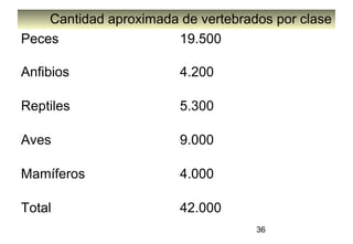 36
Cantidad aproximada de vertebrados por clase
Peces 19.500
Anfibios 4.200
Reptiles 5.300
Aves 9.000
Mamíferos 4.000
Total 42.000
 