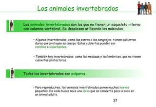 37
Los animales invertebrados
Los animales invertebrados son los que no tienen un esqueleto interno
con columna vertebral. Se desplazan utilizando los músculos.
• Algunos invertebrados, como las ostras o los cangrejos, tienen cubiertas
duras que protegen su cuerpo. Estas cubiertas pueden ser
conchas o caparazones.
Todos los invertebrados son ovíparos.
• También hay invertebrados, como las medusas y las lombrices, que no tienen
cubiertas protectoras.
• Para reproducirse, los animales invertebrados ponen muchos huevos
pequeños. De cada huevo nace una larva que se convierte poco a poco en
un animal adulto.
 