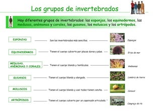 38
Los grupos de invertebrados
Hay diferentes grupos de invertebrados: las esponjas, los equinodermos, las
medusas, anémonas y corales, los gusanos, los moluscos y los artrópodos.
ESPONJAS Son los invertebrados más sencillos. Esponjas
EQUINODERMOS Tienen el cuerpo cubierto por placas duras y púas. Erizo de mar
MEDUSAS,
ANÉMONAS Y CORALES
Tienen el cuerpo blando y tentáculos. Anémonas
GUSANOS Tienen el cuerpo blando y alargado. Lombriz de tierra
MOLUSCOS Tienen el cuerpo blando y casi todos tienen concha. Caracol
ARTRÓPODOS Tienen el cuerpo cubierto por un caparazón articulado.
Cangrejo de río
 