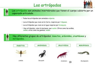 39
Los artrópodos
Los artrópodos son animales invertebrados que tienen el cuerpo cubierto por un
caparazón articulado.
• Todos los artrópodos son animales ovíparos.
• Los artrópodos que viven en la tierra, respiran por tráqueas.
• Los artrópodos que viven en el agua respiran por branquias.
Hay diferentes grupos de artrópodos: insectos, arácnidos, crustáceos y
miriápodos.
• Hay artrópodos, como la mariposa, que vuelan. Otros como las arañas,
andan; otros como las gambas, nadan.
INSECTOS
Libélula
ARÁCNIDOS
Escorpión
CRUSTÁCEOS
Carabinero
MIRIÁPODOS
Escolopendra
 