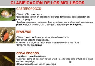 42
CLASIFICACIÓN DE LOS MOLUSCOS
GASTERÓPODOS
•Tienen sólo una concha.
•Los ojos los llevan en el extremo de unos tentáculos, que esconden en
caso de peligro.
•Los hay terrestres y marinos.- Los terrestres, como el caracol, respiran por
pulmones; los de mar, como el bígaro, respiran por branquias.
BIVALVOS
•Tienen dos conchas o bivalvas, de ahí su nombre.
•No tienen cabeza diferenciada.
•Viven en el mar, enterrados en la arena o sujetos a las rocas.
•Respiran por branquias
CEFALÓPODOS
No tienen concha externa.
•Algunos, como el calamar, llevan una bolsa de tinta para enturbiar el agua
en caso de peligro.
•Llevan largos tentáculos en la cabeza.
 