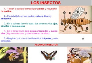 47
LOS INSECTOS
1.- Tienen el cuerpo formado por anillos y recubierto
de quitina.
2.- Está dividido en tres partes: cabeza, tórax y
abdomen.
3.- En la cabeza tiene la boca, dos antenas y los ojos,
simples o compuestos
4.- En el tórax llevan seis patas articuladas y cuatro
alas (Algunos sólo dos, y otros carecen de ellas).
5.- Respiran por unos tubos llamados tráqueas, y son
terrestres.
ALGUNOS INSECTOS
47
 