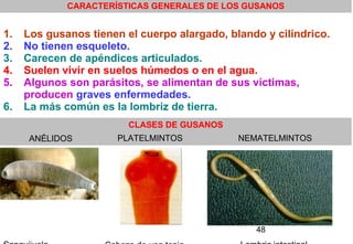 48
CARACTERÍSTICAS GENERALES DE LOS GUSANOS
1. Los gusanos tienen el cuerpo alargado, blando y cilíndrico.
2. No tienen esqueleto.
3. Carecen de apéndices articulados.
4. Suelen vivir en suelos húmedos o en el agua.
5. Algunos son parásitos, se alimentan de sus víctimas,
producen graves enfermedades.
6. La más común es la lombriz de tierra.
CLASES DE GUSANOS
ANÉLIDOS PLATELMINTOS NEMATELMINTOS
 