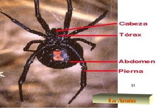 51La Araña
51
 