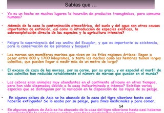 54
Sabías que …
• Ya es un hecho en muchos lugares la incursión de productos transgénicos, para consumo
humano? 
• Además de la caza la contaminación atmosférica, del suelo y del agua son otras causas
importantes de extinción, así como la introducción de especies exóticas, la
sobreexplotación directa de las especies y la agricultura intensiva?
• Peligra la supervivencia del oso andino del Ecuador, y que es importante su existencia,
para la conservación de los páramos y bosques?
• Las morsas son mamíferos marinos que viven en las frías regiones árticas; llegan a
pesar entre 800 y 1700 kilogramos, y tanto los machos como las hembras tienen largos
colmillos, que pueden llegar a medir más de un metro de largo?
• El exceso de caza de las morsas, por su carne, por su grasa, y en especial el marfil de
sus colmillos han reducido notablemente el número de morsas que quedan en el mundo?
• Las cebras eran animales muy abundantes en el continente africano en otros tiempos,
pero han sido diezmadas debido a la caza indiscriminada e intensa? Existían varias
especies que se distinguían por la variación en la disposición de las rayas de su pelaje.
• En algunos países de Asia se ha abusado de la caza del tigre siberiano hasta casi
haberse extinguido? Se lo usaba por su pelaje, para fines medicinales y para comer.
• En algunos países de Asia se ha abusado de la caza del tigre siberiano hasta casi haberse
 
