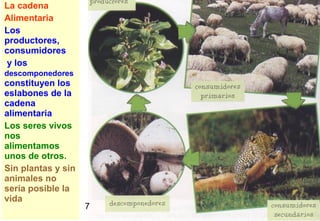 7
La cadena
Alimentaria
Los
productores,
consumidores
y los
descomponedores
constituyen los
eslabones de la
cadena
alimentaria
Los seres vivos
nos
alimentamos
unos de otros.
Sin plantas y sin
animales no
sería posible la
vida
7
 