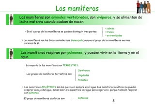 8
Los mamíferos
Los mamíferos son animales vertebrados, son vivíparos, y se alimentan de
leche materna cuando acaban de nacer.
• En el cuerpo de los mamíferos se pueden distinguir tres partes:
• Los mamíferos son los únicos animales que tienen pelo, aunque el grupo de los mamíferos marinos
carecen de él.
Los mamíferos respiran por pulmones, y pueden vivir en la tierra y en el
agua.
• La mayoría de los mamíferos son TERRESTRES.
Los grupos de mamíferos terrestres son:
• Los mamíferos ACUÁTICOS son los que viven siempre en el agua. Los mamíferos acuáticos no pueden
respirar debajo del agua, deben salir a la superficie del agua para coger aire, porque también respiran
con pulmones.
El grupo de mamíferos acuáticos son:
Carnívoros
Ungulados
Primates
Cetáceos
• cabeza
• tronco
• extremidades
 