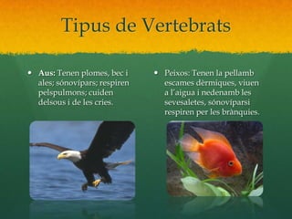 Tipus de VertebratsAus: Tenen plomes, bec i ales; sónovípars; respiren pelspulmons; cuiden delsous i de les cries.Peixos: Tenen la pellamb escames dèrmiques, viuen a l’aigua i nedenamb les sevesaletes, sónovíparsi respiren per les brànquies.
