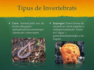 Tipus de InvertebratsCucs:  Animal petit, tou, de forma allargada i ambapèndixslocomotorspocdestacats i sónovipars.Esponges: Tenen forma de sacamb un  forat superior y moltsporuslaterals. Viuen en l’aigua  i generalmentaferrades a les roques.