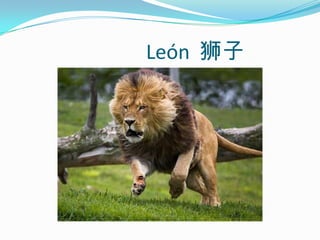                           León  狮子
