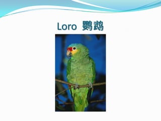 Loro  鹦鹉