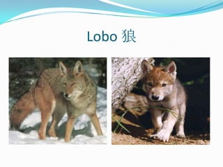 Lobo 狼