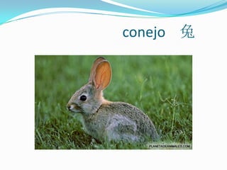                           conejo    兔