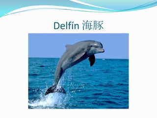 Delfín 海豚