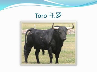 Toro 托罗