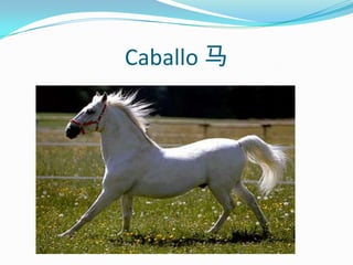 Caballo 马