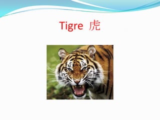 Tigre  虎
