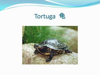 Tortuga  龟