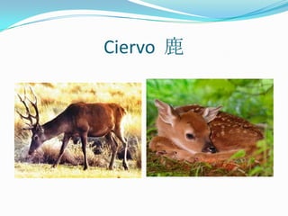 Ciervo  鹿