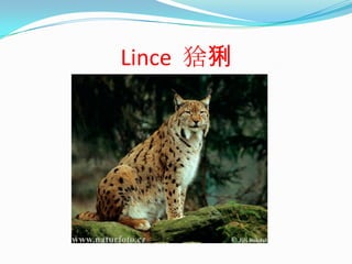 Lince  猞猁