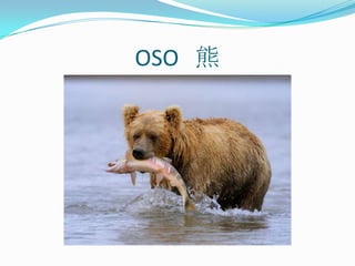 OSO   熊