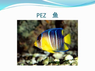 PEZ    鱼
