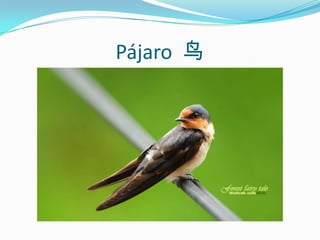 Pájaro  鸟