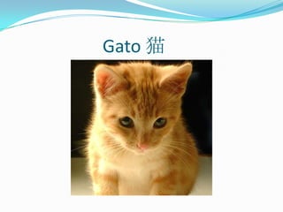                     Gato 猫
