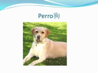 Perro狗