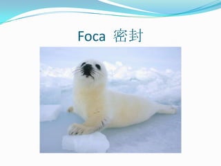 Foca  密封