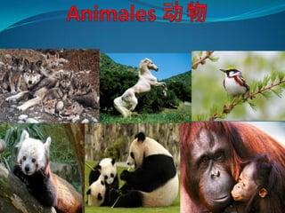 Animales 动物 