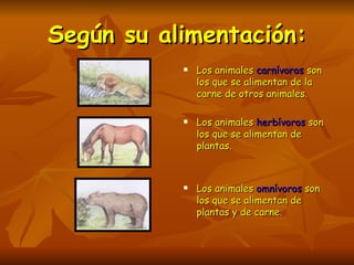 Según su alimentación: Los animales  carnívoros  son los que se alimentan de la carne de otros animales. Los animales  herbívoros  son los que se alimentan de plantas. Los animales  omnívoros  son los que se alimentan de plantas y de carne. 
