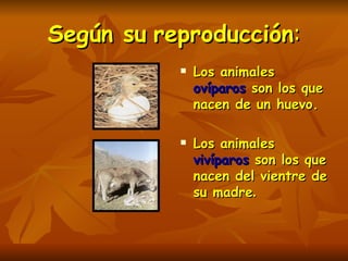 Según su   reproducción : Los animales  ovíparos  son los que nacen de un huevo. Los animales  vivíparos  son los que nacen del vientre de su madre . 